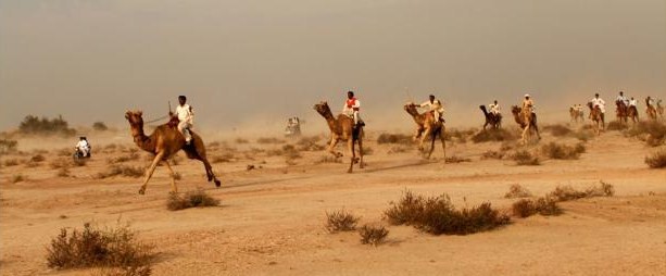 Camel racing