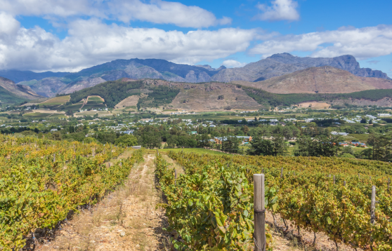 africa winelands